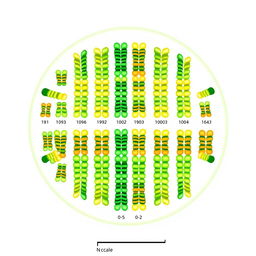 Illustration of the karyotype of a watermelon (Citrullus lanatus) featuring 22 paired chromosomes visibly organized and labeled as chromosome types 1, 2, etc