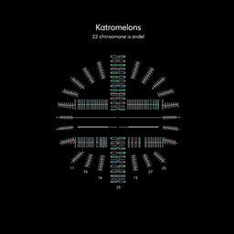 A realistic illustration of the karyotype of the watermelon species Citrullus vulgaris, showcasing 22 chromosomes arranged in order from group 1 to the last