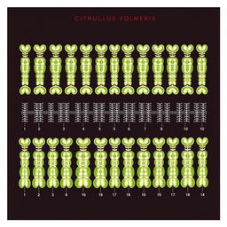 A realistic illustration of the karyotype of the watermelon species Citrullus vulgaris, showcasing 22 chromosomes arranged in order from group 1 to the last