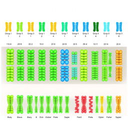 Caryotype illustration of watermelon (Citrullus vulgaris) showing 22 chromosomes organized in order from group 1 to the last, displayed in accordance with their sizes, with each chromosome paired, representing the diploid state