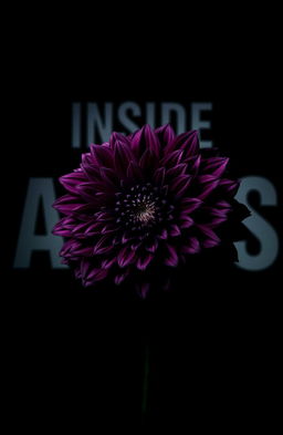 A vibrant black dahlia flower in full bloom, featuring deep, dark hues and an intricate texture