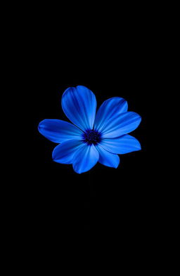 A single blue flower set against a solid black background