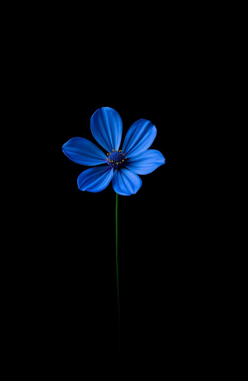 A single blue flower set against a solid black background
