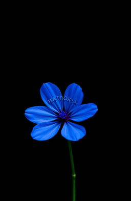 A single blue flower set against a solid black background