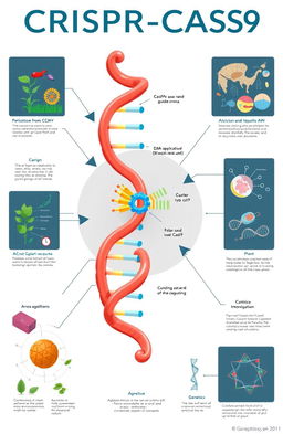 An educational illustration depicting the CRISPR-CAS9 gene editing technology