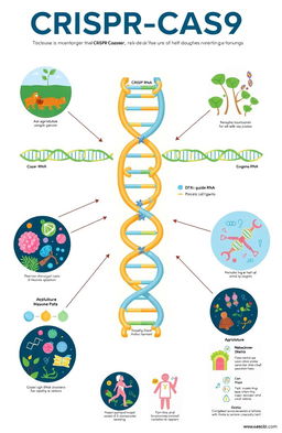 An educational illustration depicting the CRISPR-CAS9 gene editing technology