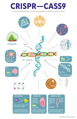 An educational illustration depicting the CRISPR-CAS9 gene editing technology