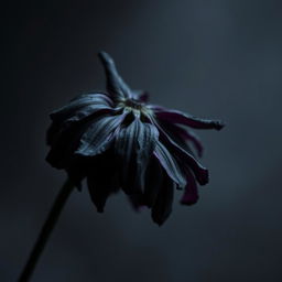 A withering black flower, featuring drooping petals and a dark, melancholic atmosphere