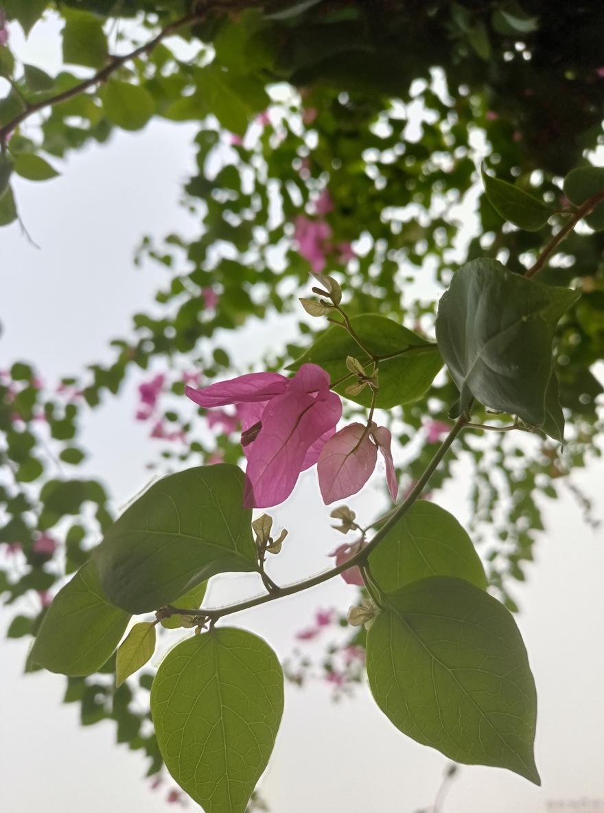 A close-up scene of vibrant pink bougainvillea flowers surrounded by lush green leaves, featuring a bee resting on one of the blossoms