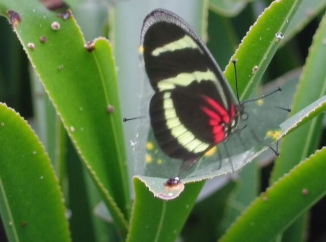 A close-up of a butterfly perched delicately on vibrant green leaves