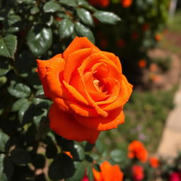 An intense orange rose in full bloom, vibrant and eye-catching with rich layers of deep orange petals, each petal glistening with dew drops, surrounded by dark green foliage that enhances the vividness of the flower