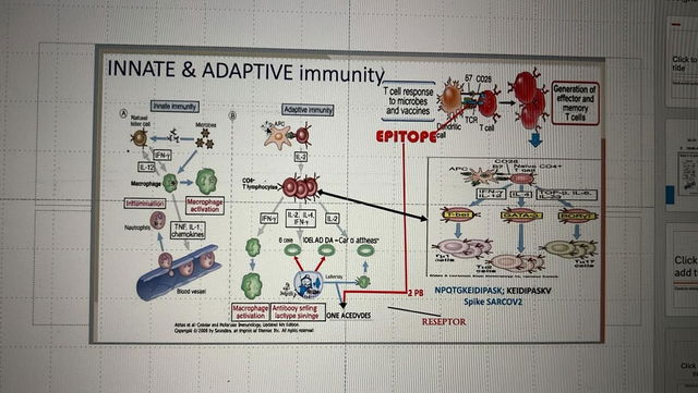 An educational diagram illustrating the concepts of innate and adaptive immunity