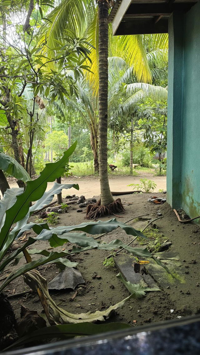 A serene tropical garden scene showcasing a view from a cemented flooring area