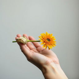 A single flower held in a person's hand, with one side of the flower wilting and the other side vibrant and blooming