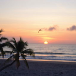 Aesthetic background for a portrait, incorporating a dreamy sunset silhouette on a beach, featuring soft pastel colors like pink and orange blending into a serene ocean view