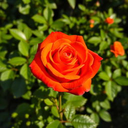 An intense orange rose with deep red undertones, showcasing a rich gradient that highlights its velvety petals