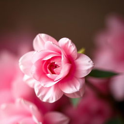 A delicate and artistic representation of a soft pink flower, symbolizing beauty and femininity, with intricate petals unfolding gracefully