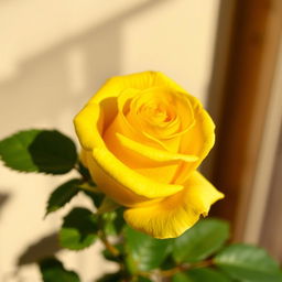 A beautiful yellow rose showcasing its vibrant petals, symbolizing love and affection