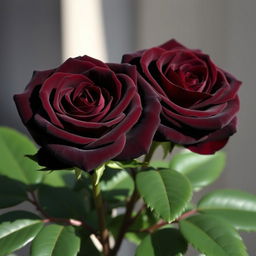 Two beautiful dark brown roses, showcasing their velvety petals with intricate details and lush green leaves surrounding them