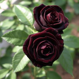 Two beautiful dark brown roses, showcasing their velvety petals with intricate details and lush green leaves surrounding them