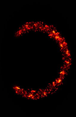 In an all-black background, small red flames dance and swirl in a mesmerizing spiral formation, flickering with a vibrant glow, creating an enchanting visual effect that highlights their fiery movement against the dark backdrop