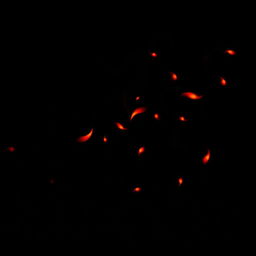 A mesmerizing scene featuring small red flames spiraling gracefully against an all-black background