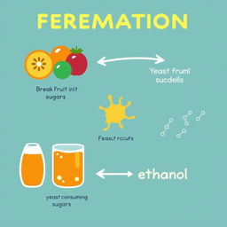 A clear and educational diagram illustrating the process of fermentation
