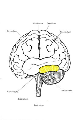 A detailed illustration of human brain anatomy designed for a coloring book