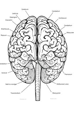A detailed illustration of human brain anatomy designed for a coloring book
