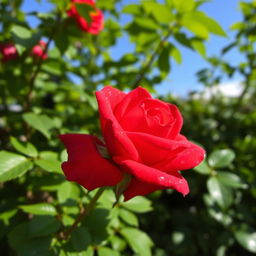 A vibrant red rose in full bloom, its petals delicately unfurling with dew droplets glistening in the sunlight