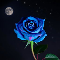 A beautiful electric blue rose with fuchsia highlights set against a starry night sky