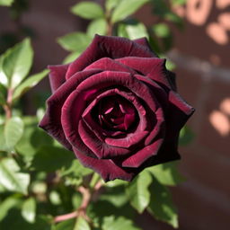 A stunning dark mauve rose in full bloom, showcasing its delicate petals with velvety textures, surrounded by lush green leaves that enhance its beauty