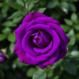 A stunning, vivid violet rose in full bloom, showcasing intricate petals with a rich, deep hue