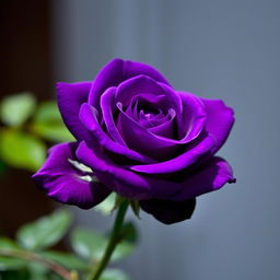 A stunning violet rose in full bloom, showcasing its deep, intense purple color and delicate petals with a slight shimmer