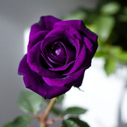 A stunning violet rose in full bloom, showcasing its deep, intense purple color and delicate petals with a slight shimmer