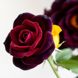 A beautiful dark violet rose alongside a bright yellow rose, intricately detailed, showcasing their lush petals and vibrant colors