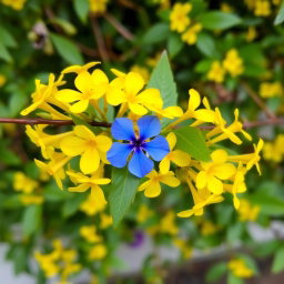 A delicate arrangement featuring a branch adorned with vibrant yellow flowers, interspersed with lush green leaves, and prominently showcasing a single striking blue flower nestled among them