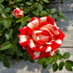 A close-up, slightly impressionistic photo of a vibrant red and white striped rose