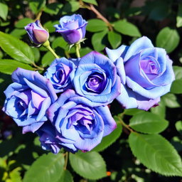A beautiful branch of roses featuring blue and purple blooms, surrounded by lush green leaves