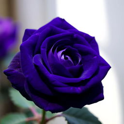 A beautiful, bright dark violet rose, showcasing its intricate petals with stunning detail, set against a soft blurred background