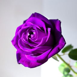 A beautiful, bright dark violet rose, showcasing its intricate petals with stunning detail, set against a soft blurred background