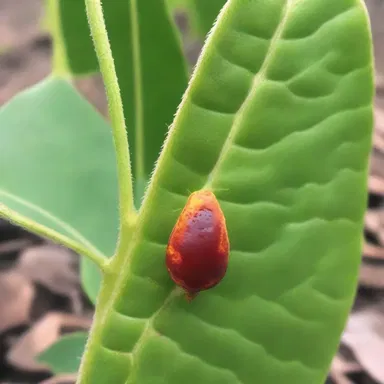 The appearance of aecium on crops during a severe outbreak of rust disease instilled horror and fear among farmers, anticipating devastating losses.