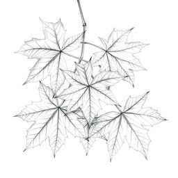 A detailed pencil sketch of maple leaves arranged artistically, showcasing their unique shapes and intricate veins