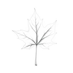 A finely detailed pencil sketch of a single maple leaf, showcasing its characteristic lobes and intricate vein patterns