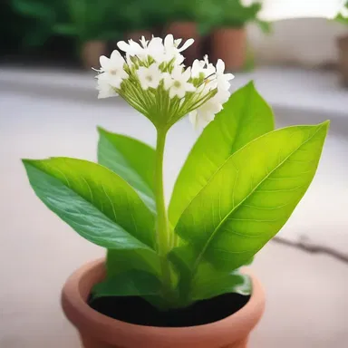 According to Greek mythology, the aerophyte plant was a gift from the god of air, possessing magical healing powers.