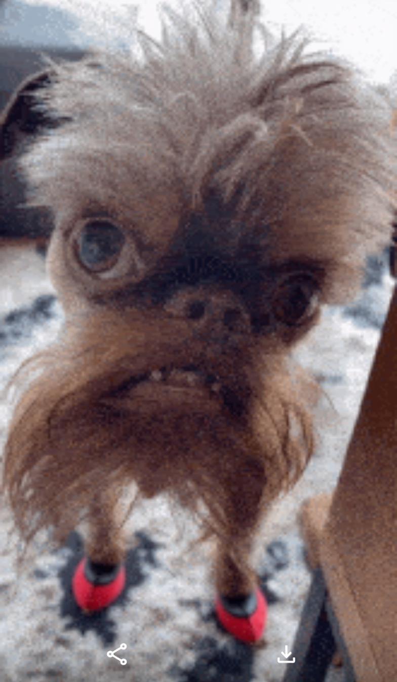 A cute Brussels Griffon dog with an expressive face, wearing bright red shoes