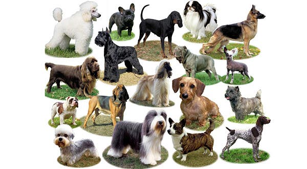 What Dog Breed Are You?