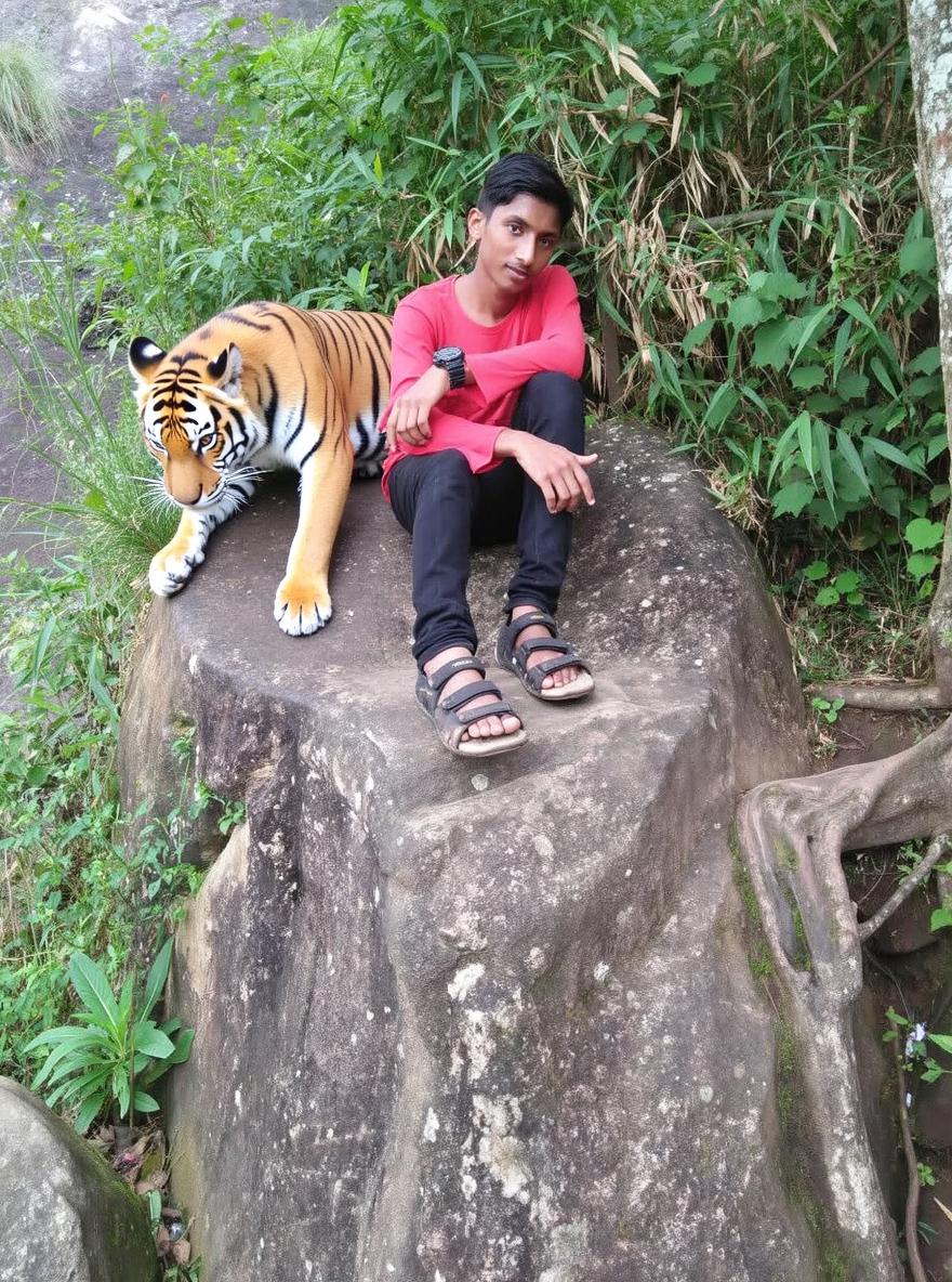 A person sitting confidently on a large rock surrounded by lush greenery, with a majestic tiger lounging nearby, both looking calm and relaxed