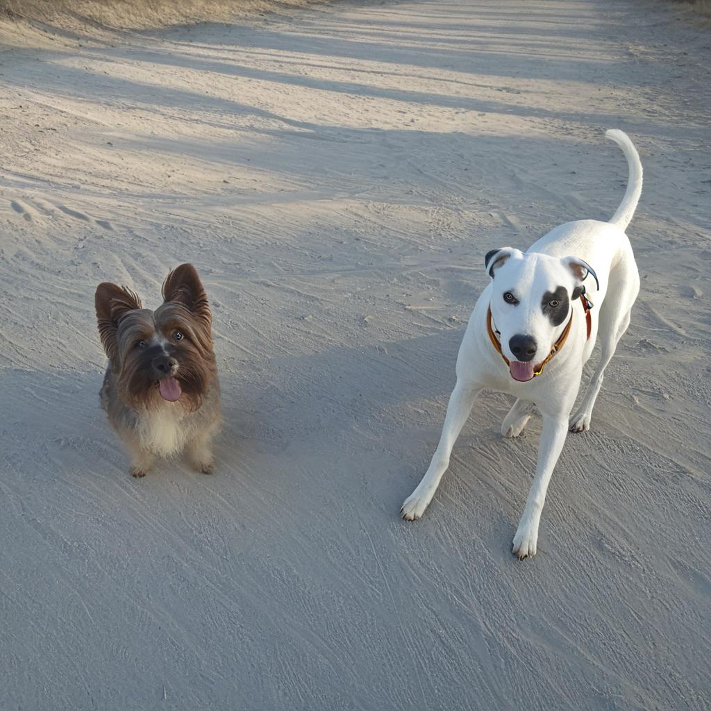 Sun-Kissed Moments: Beach Walk with Your Furry Friend