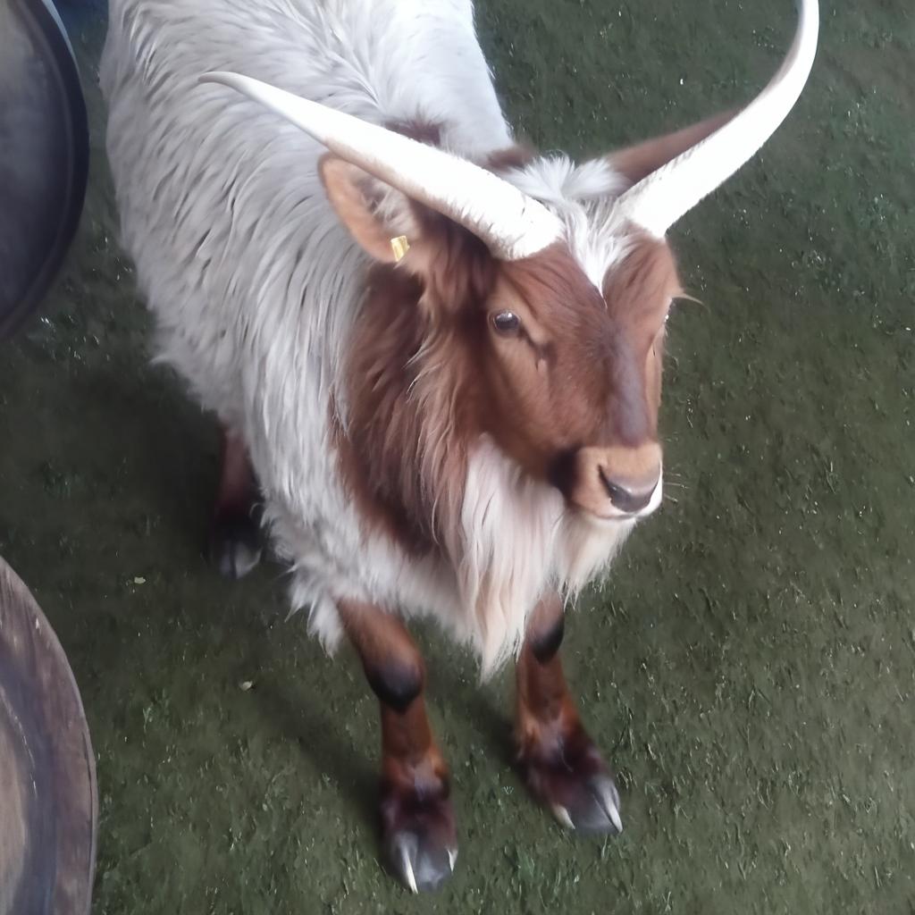 Vibrant Farm Life: Goats, Bulls, and More!